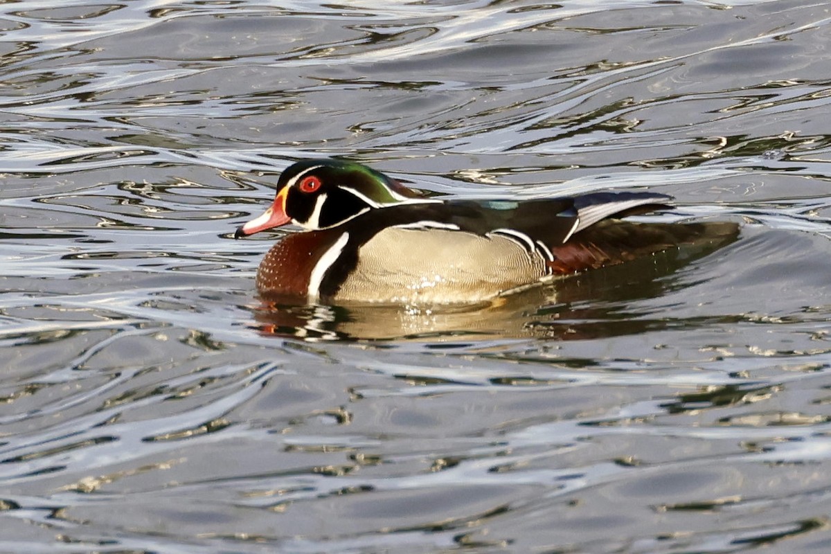 Wood Duck - ML631326971