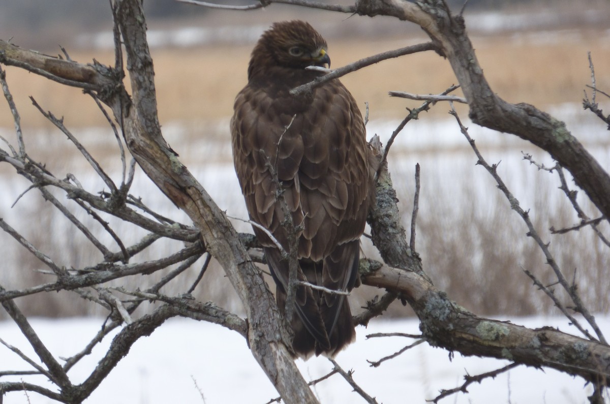 Rough-legged Hawk - ML631327113