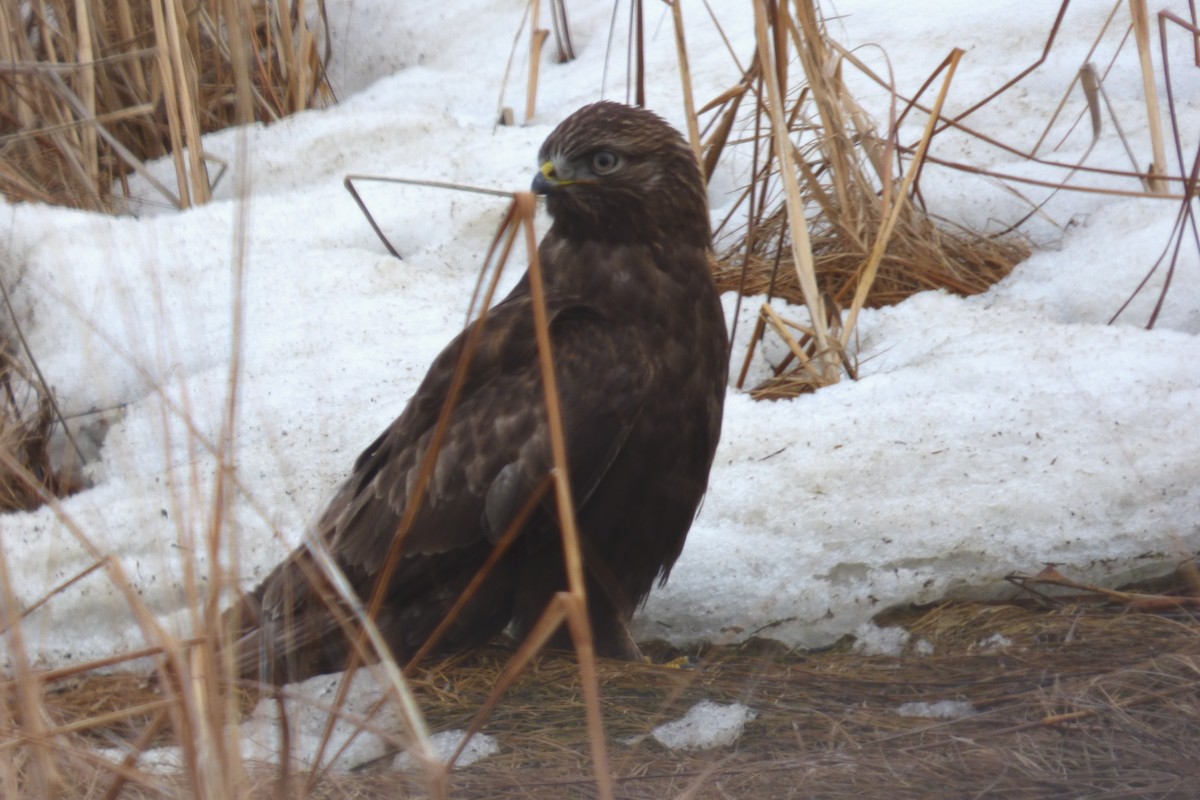 Rough-legged Hawk - ML631327126