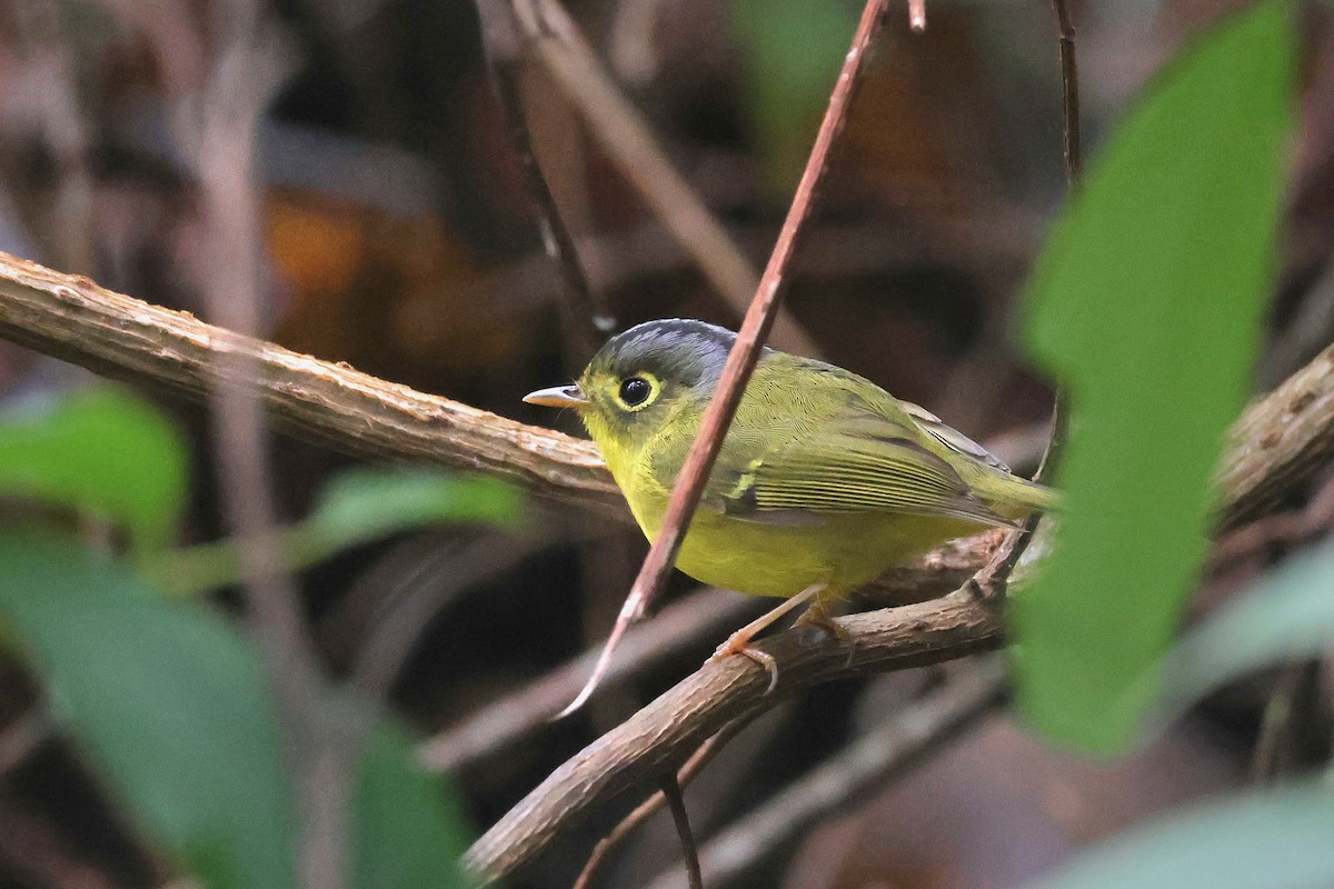 White-spectacled Warbler - ML631327600