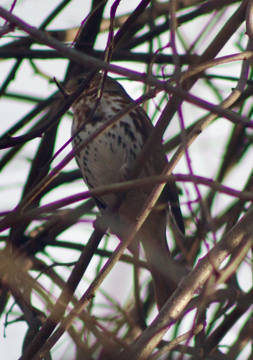Fox Sparrow - ML631327652