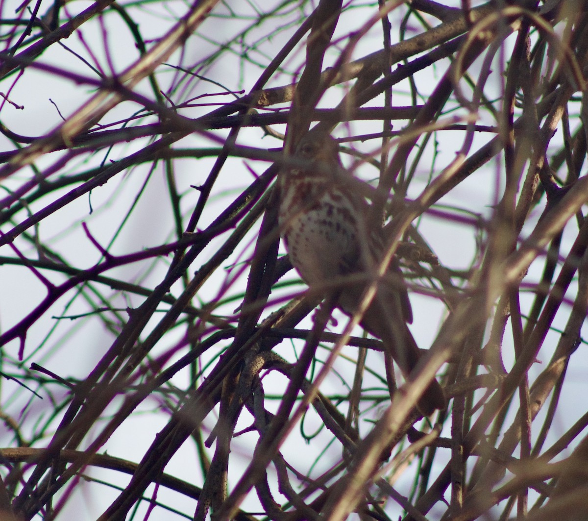 Fox Sparrow - ML631327654