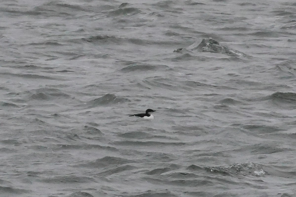Thick-billed Murre - ML631327779