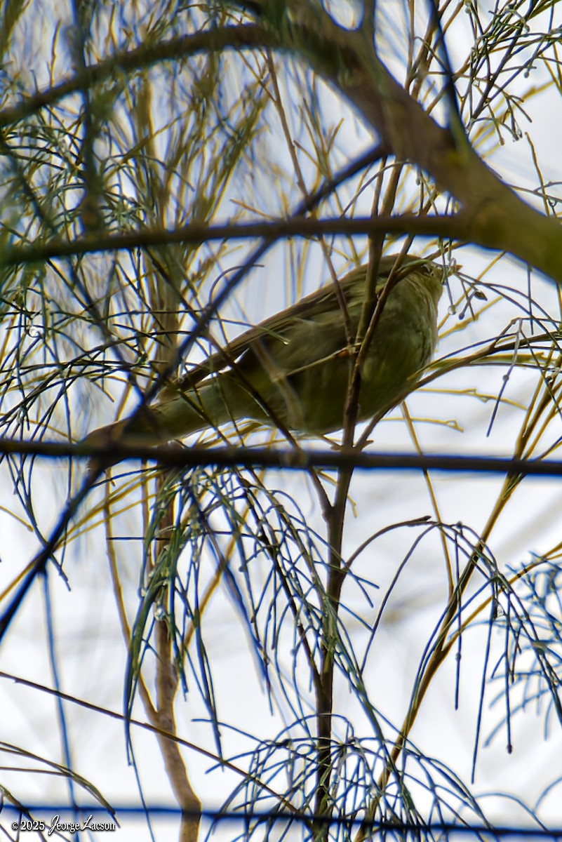 Lemon-throated Leaf Warbler - ML631327929