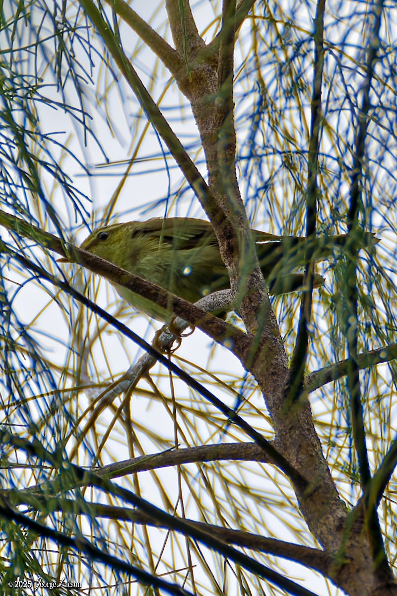 Lemon-throated Leaf Warbler - ML631327930