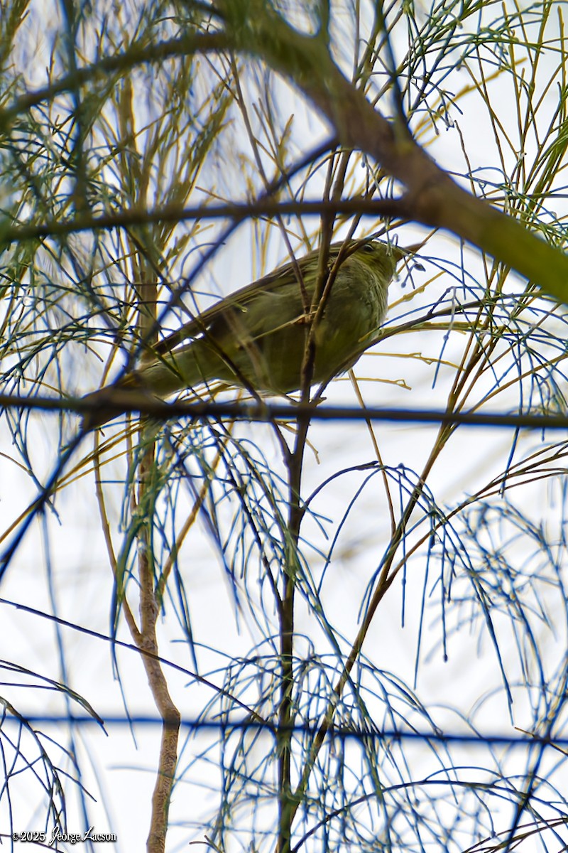 Lemon-throated Leaf Warbler - ML631327931