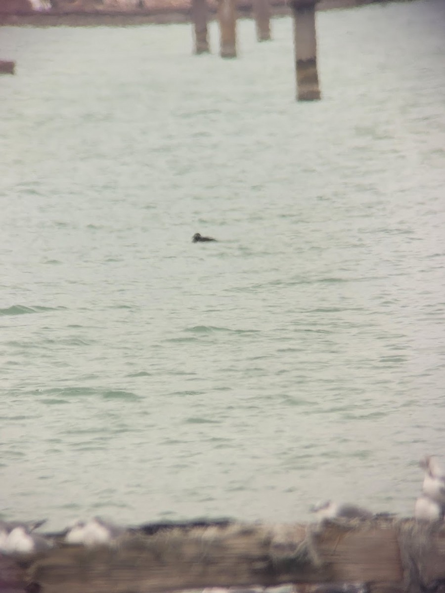 Surf Scoter - ML631328240