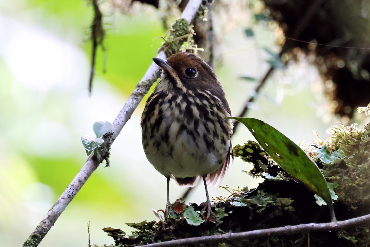 Понгіто бурий - ML631328284