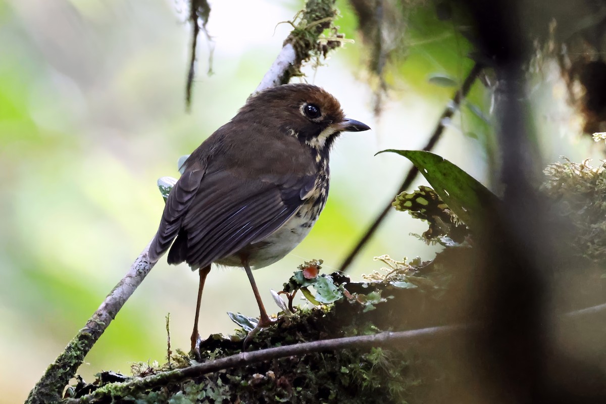 Понгіто бурий - ML631328286