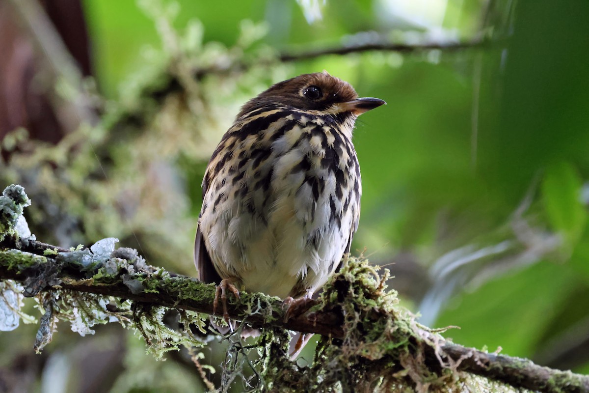 Понгіто бурий - ML631328287