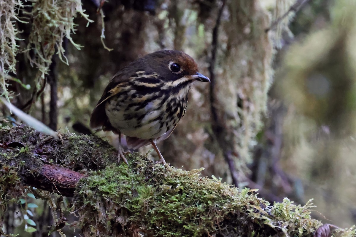 Понгіто бурий - ML631328289