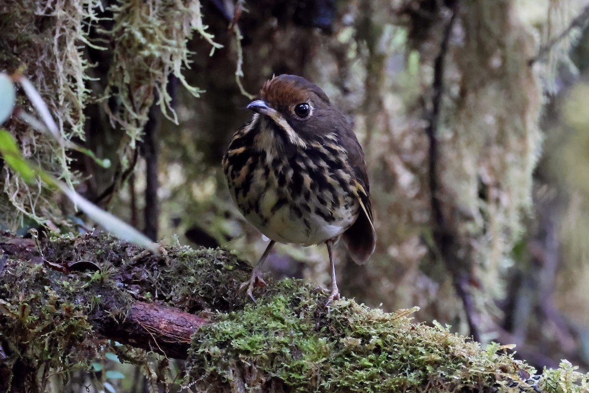 Понгіто бурий - ML631328290