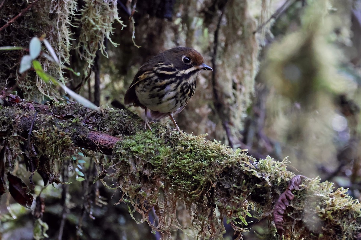 Понгіто бурий - ML631328292