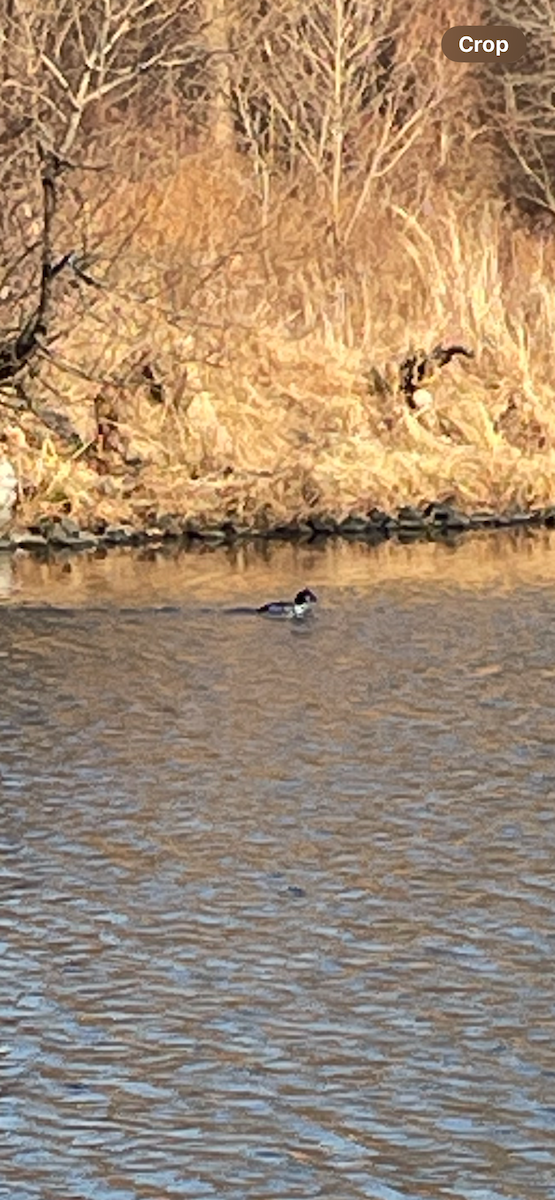 Common Goldeneye - ML631328315