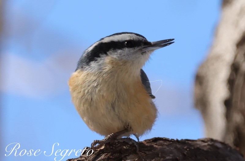 ムネアカゴジュウカラ - ML631328421