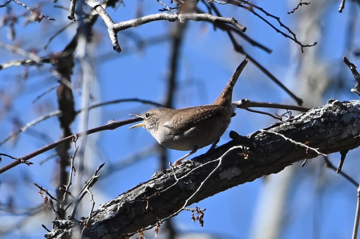 Northern House Wren - Jim Highberger