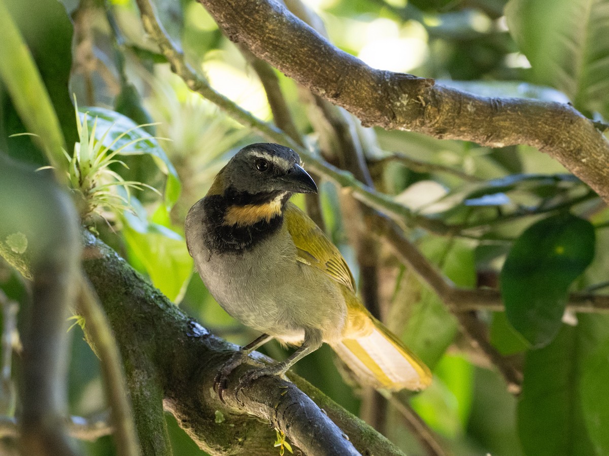 Buff-throated Saltator - ML631329122