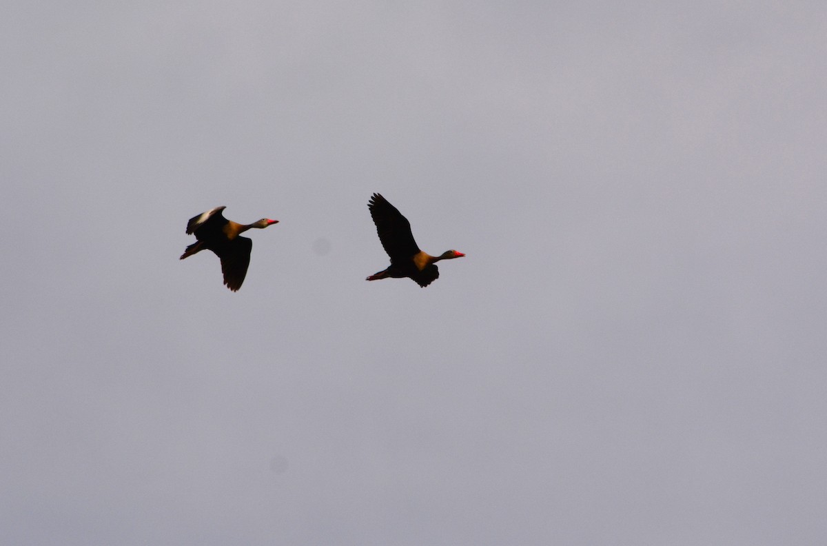Black-bellied Whistling-Duck - ML631329264