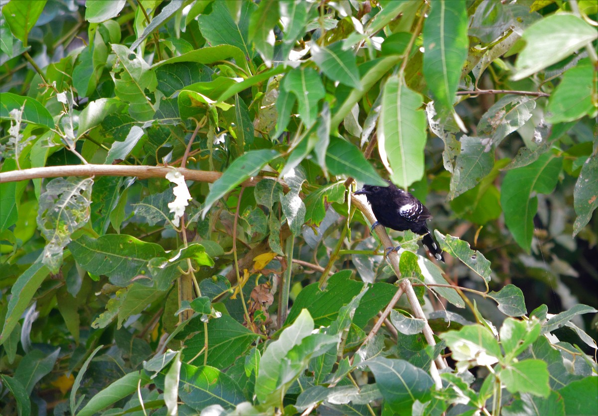 Bananal Antbird - ML631329501