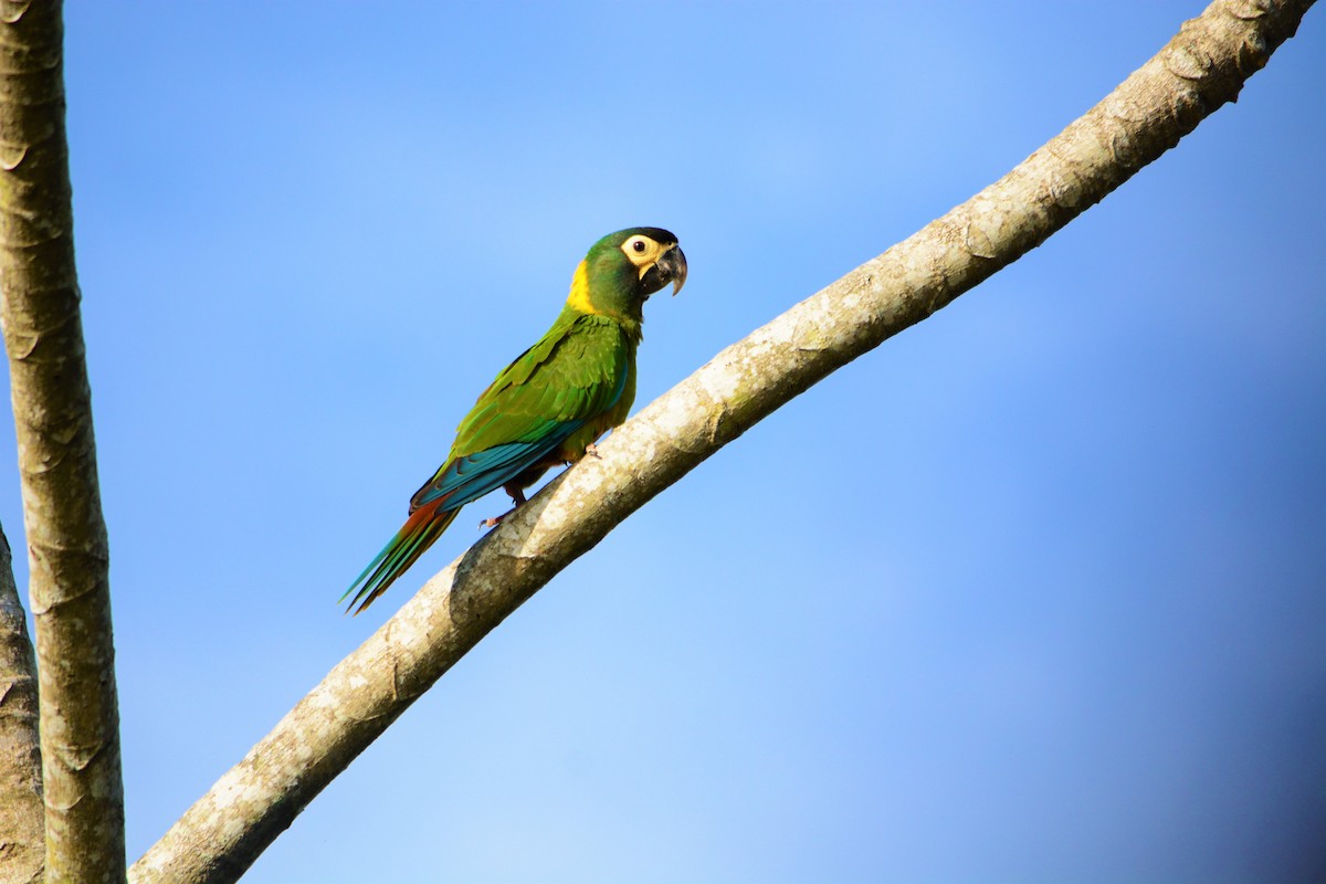 Yellow-collared Macaw - ML631329579