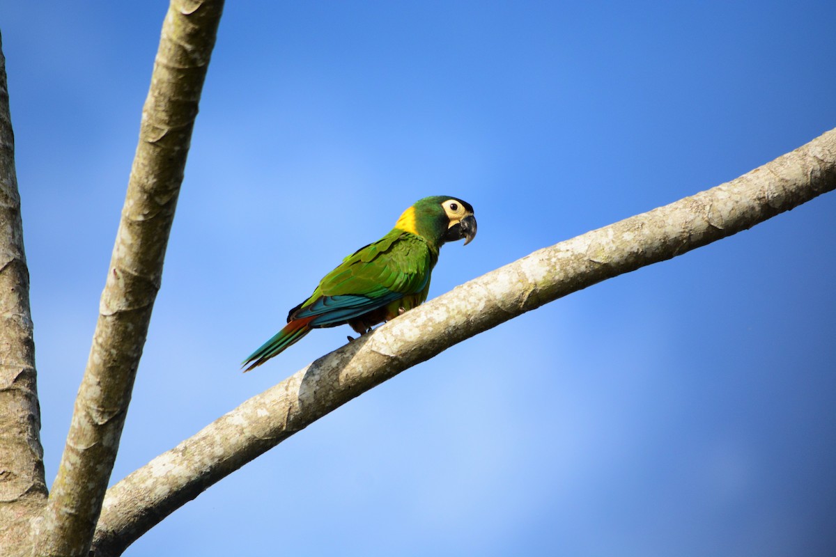 Yellow-collared Macaw - ML631329580