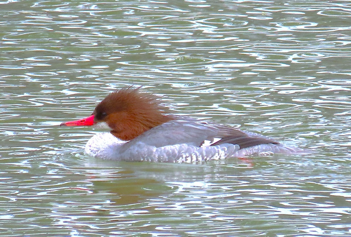 Common Merganser - ML631329643