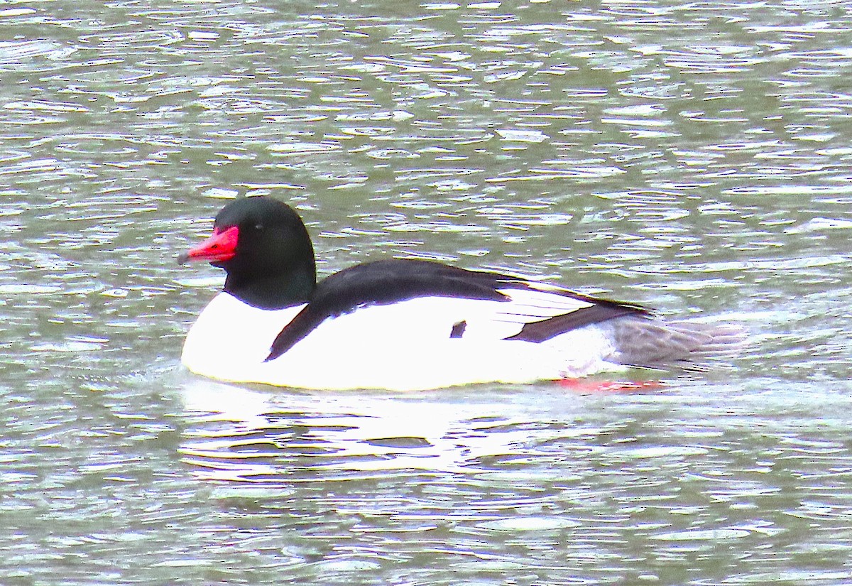 Common Merganser - ML631329677