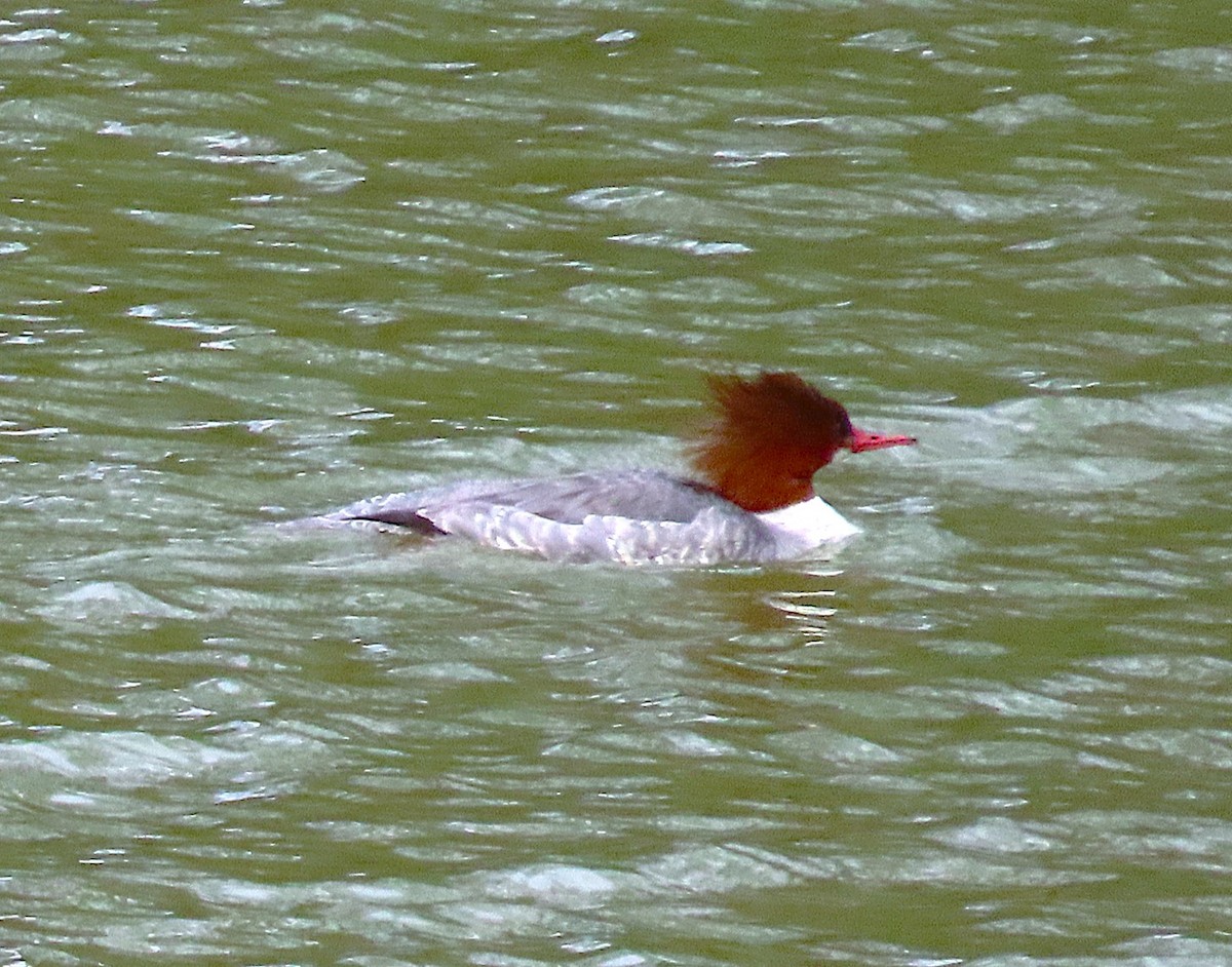 Common Merganser - ML631329719