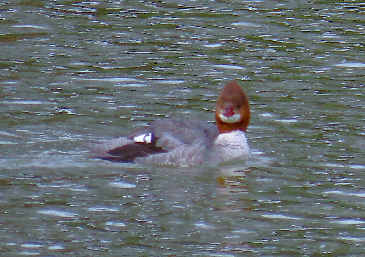 Common Merganser - ML631329720