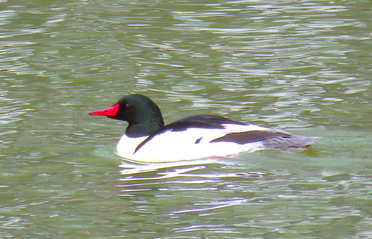Common Merganser - ML631329721