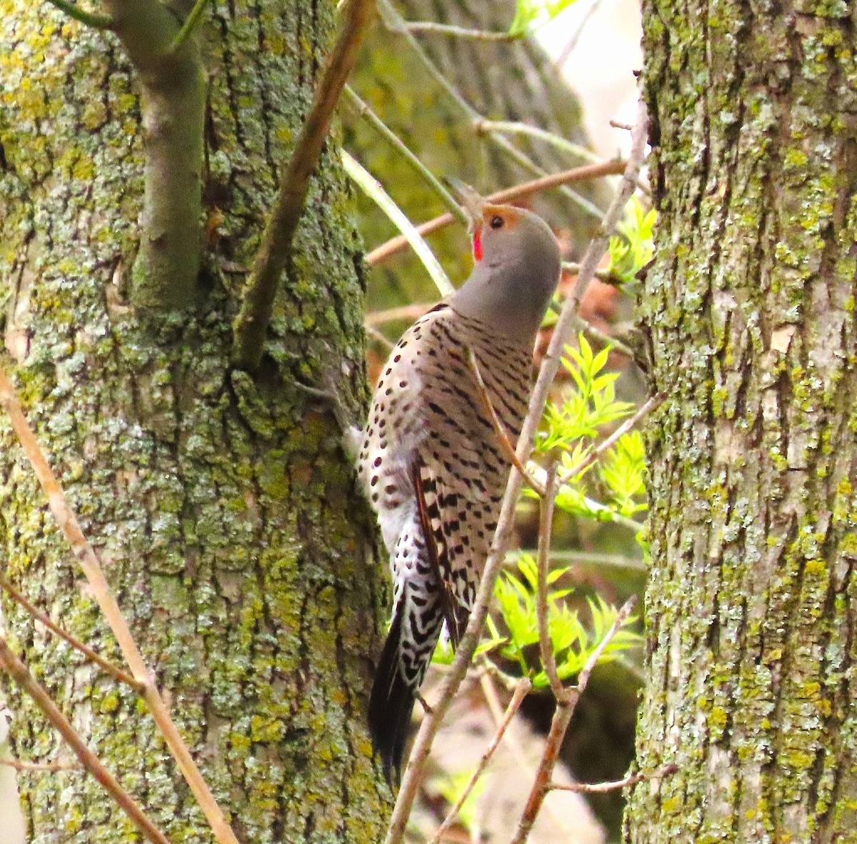 Northern Flicker (Red-shafted) - ML631329773