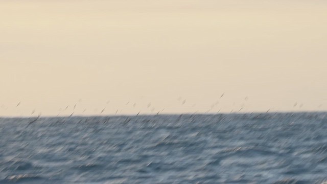 Wedge-tailed Shearwater - ML631329777