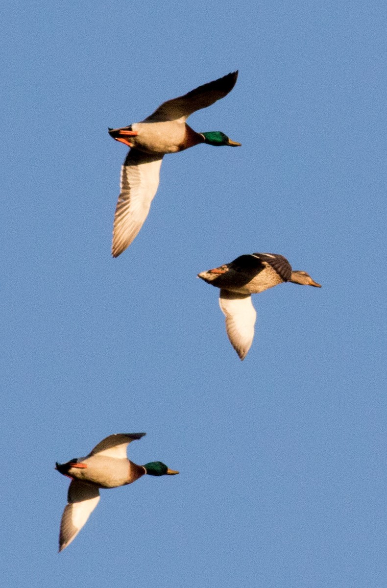 マガモ - ML631329872