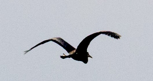 オオアオサギ（herodias グループ） - ML631329875