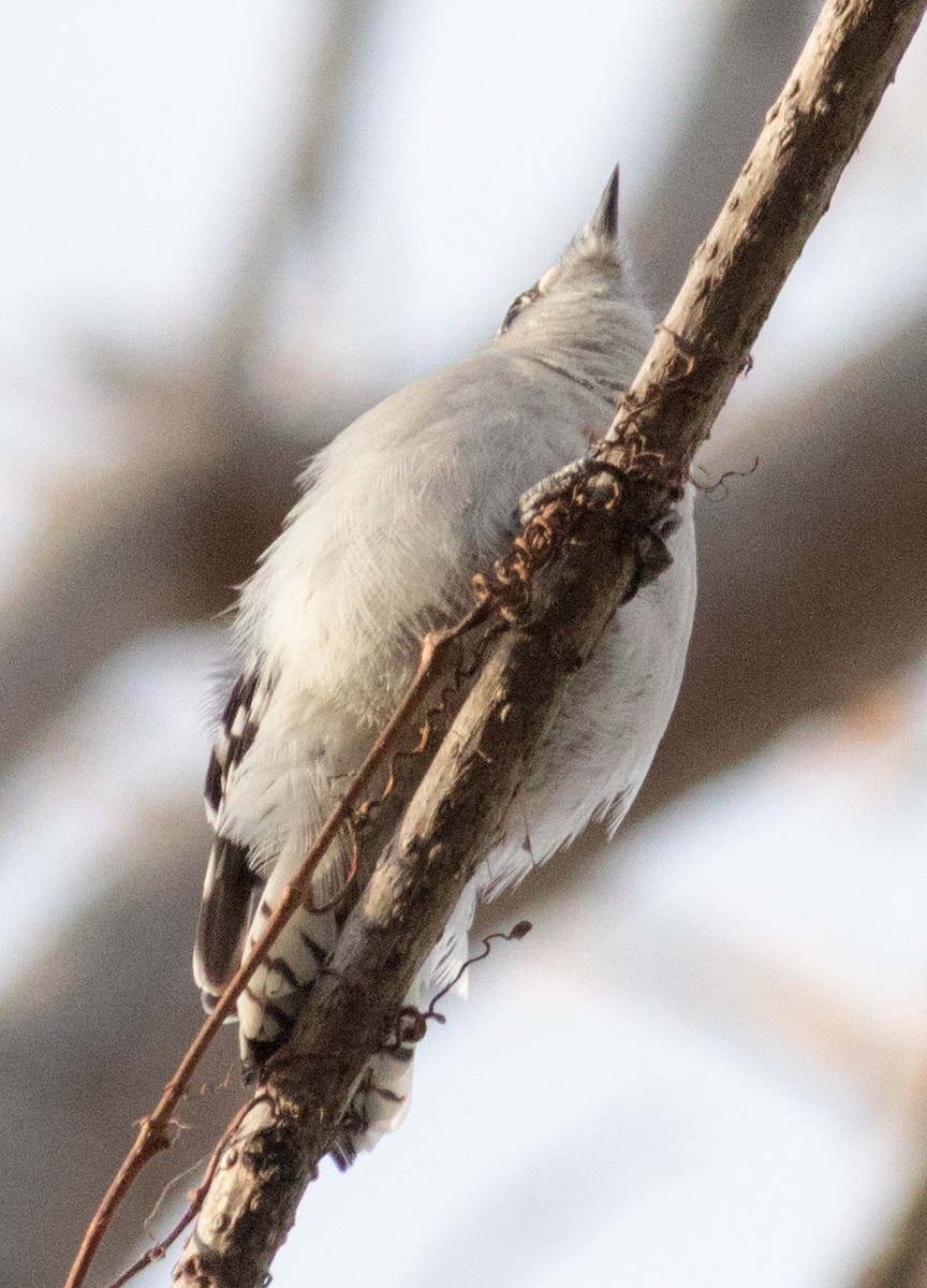 セジロコゲラ（pubescens／medianus） - ML631329877