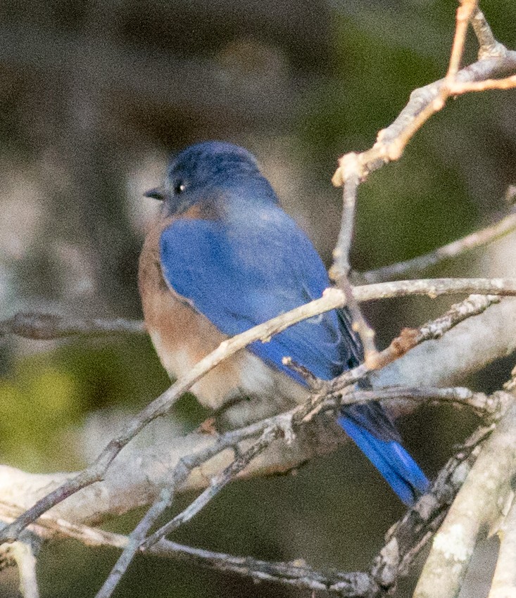 ルリツグミ（sialis／bermudensis） - ML631329881