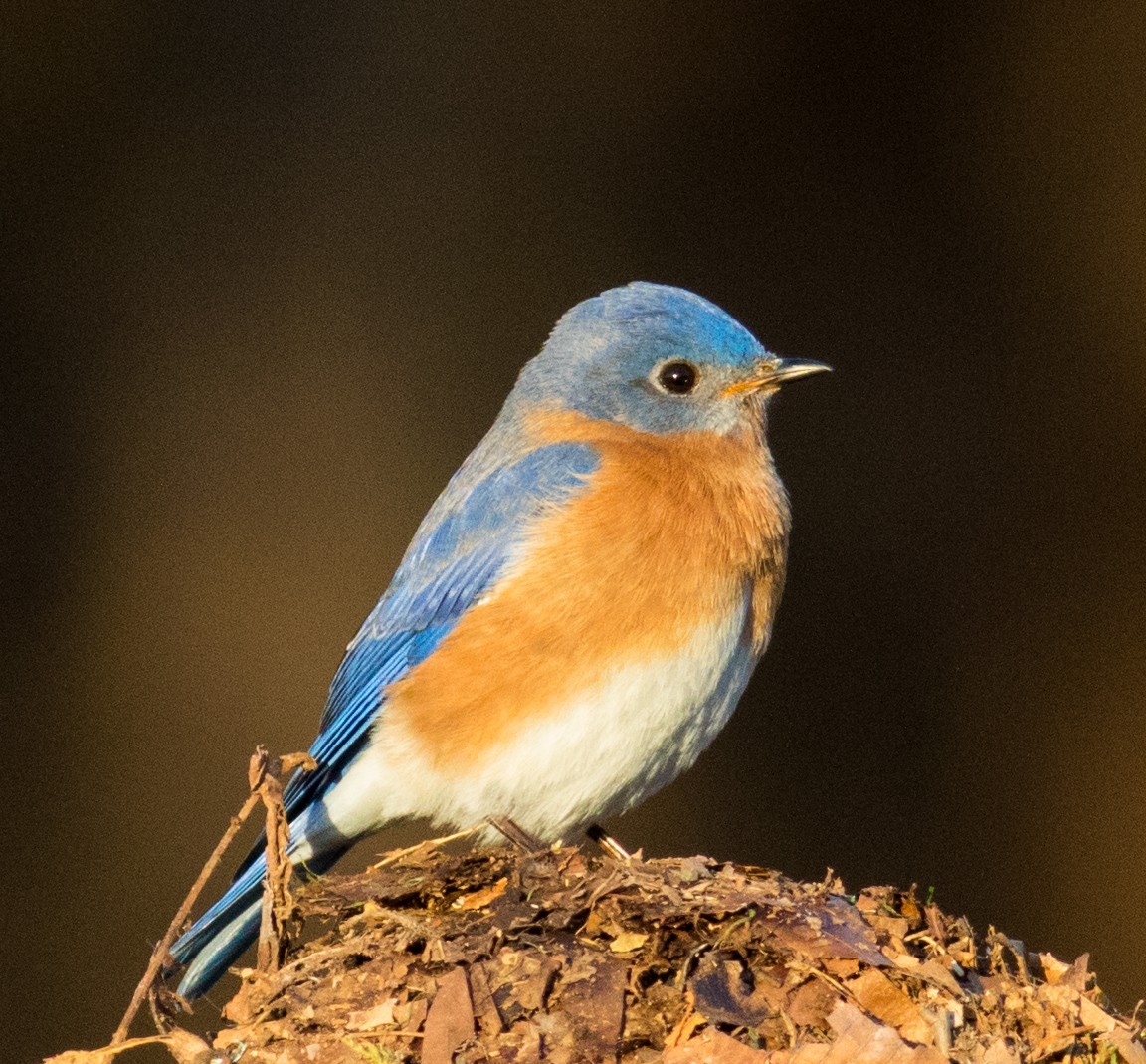 ルリツグミ（sialis／bermudensis） - ML631329882