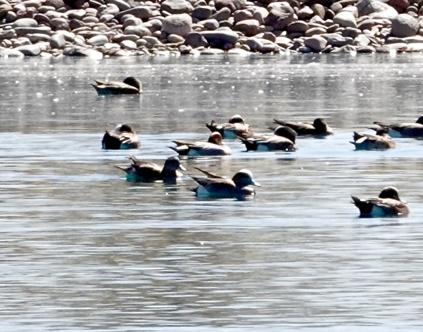 Зээрд нугас - ML631330161