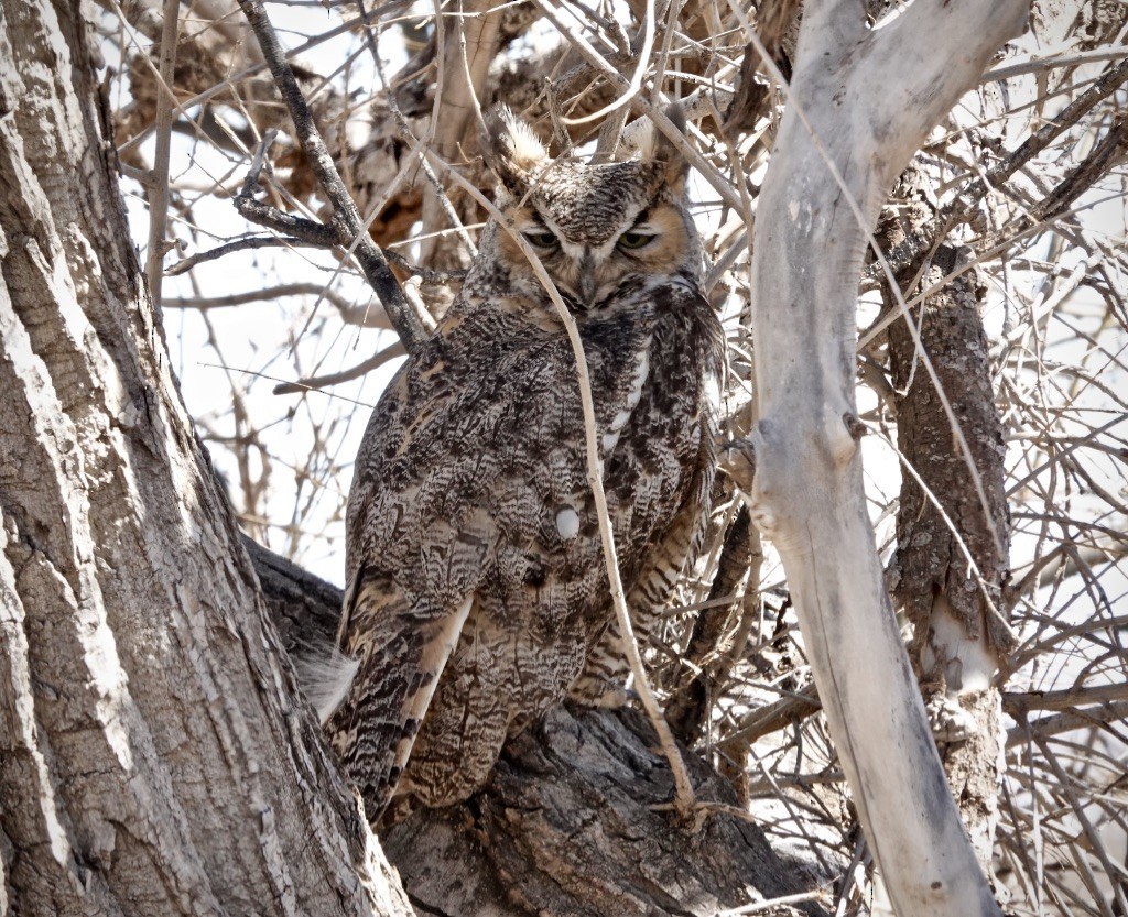 Great Horned Owl - ML631330250