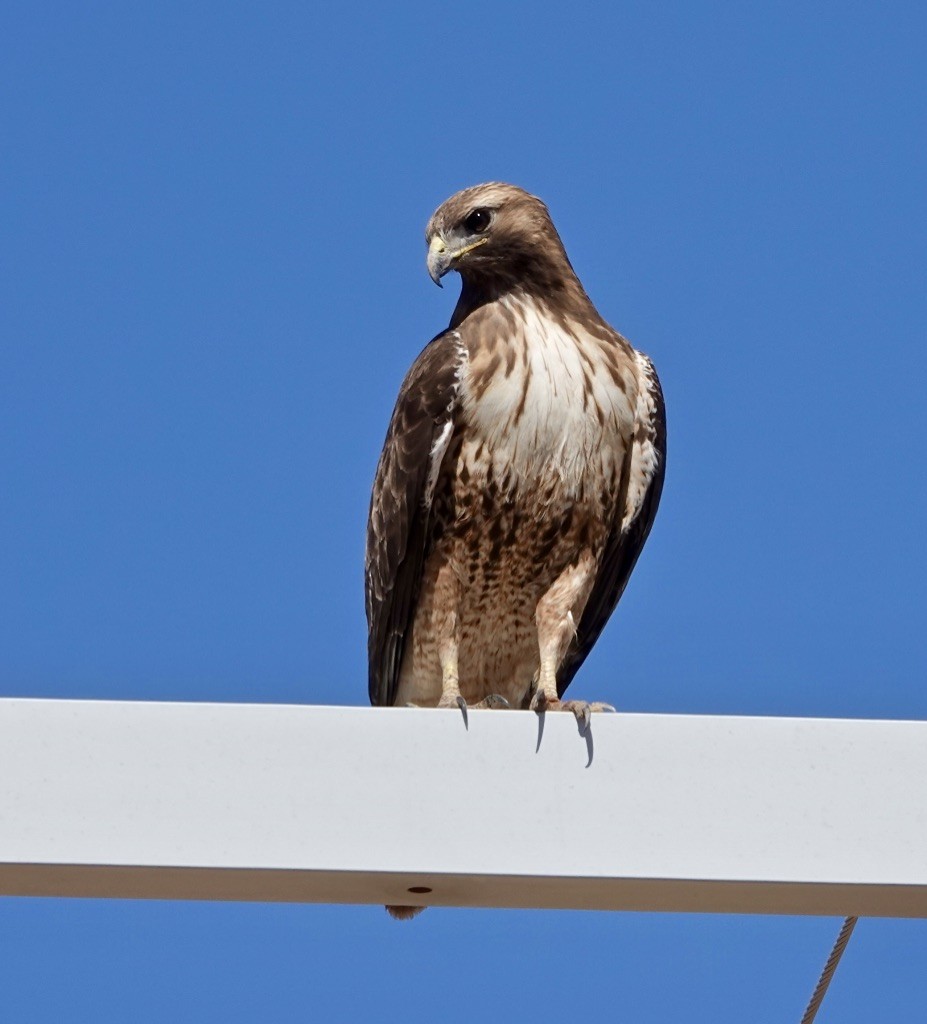 Poiana codarossa - ML631330260