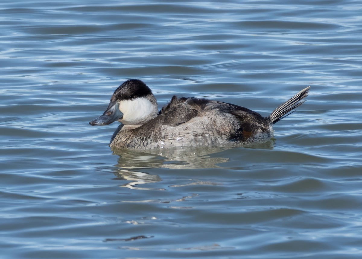 Ruddy Duck - Alan Bloom