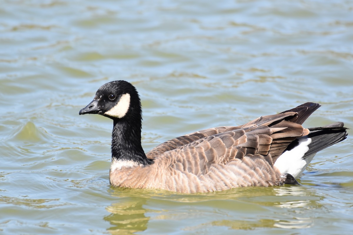 Cackling Goose - Patricia Langen