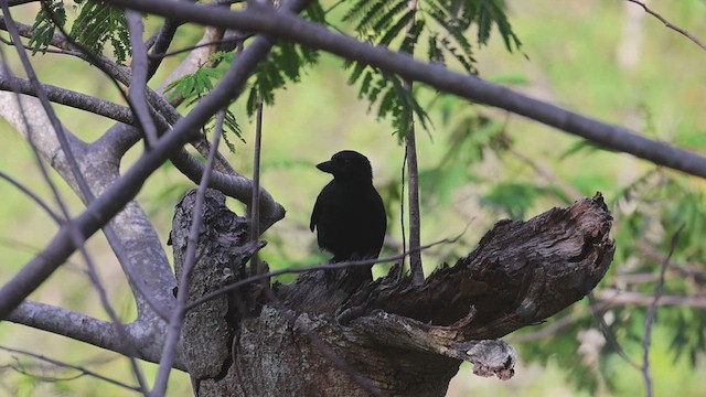 New Caledonian Crow - ML631330784