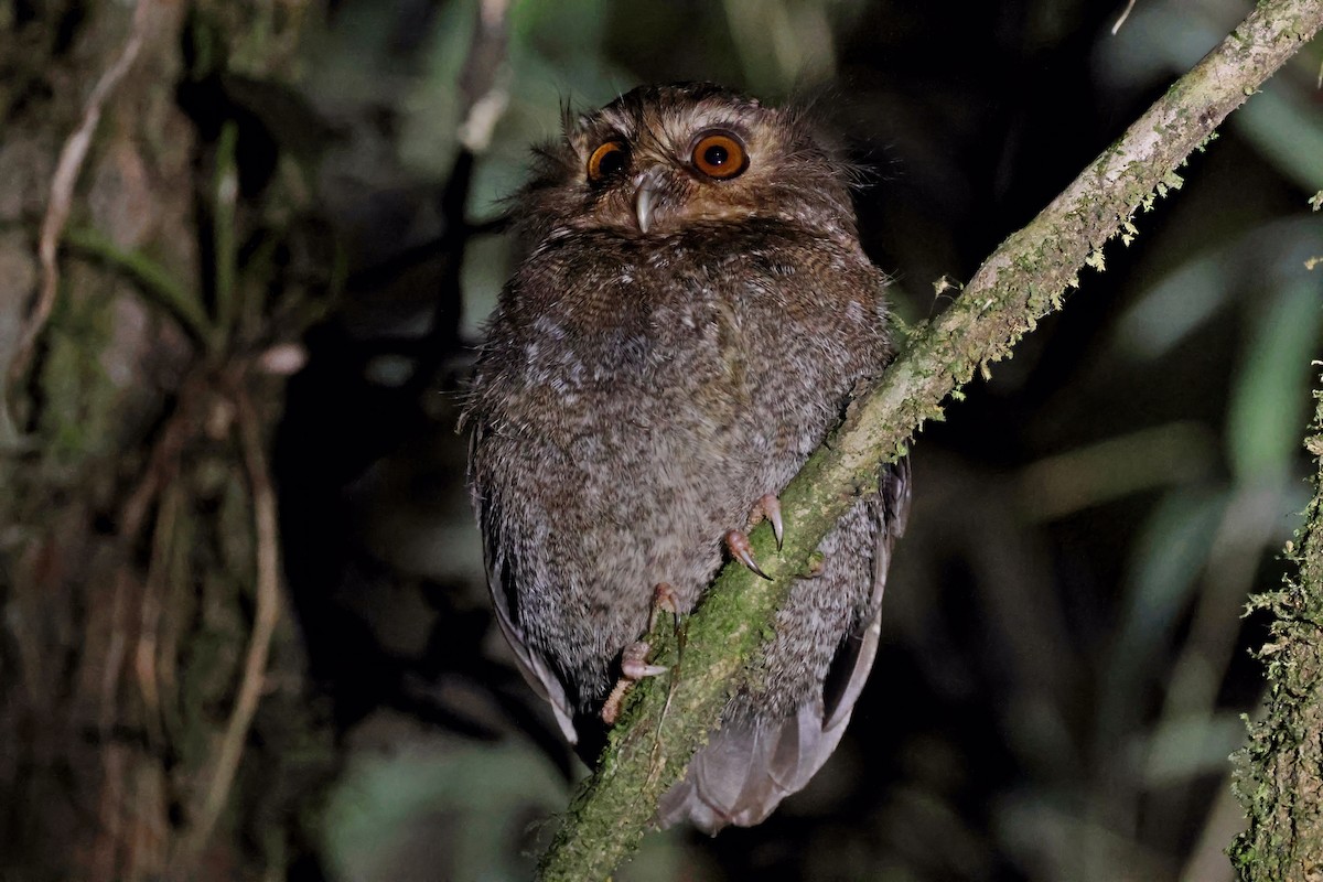 Long-whiskered Owlet - ML631330810