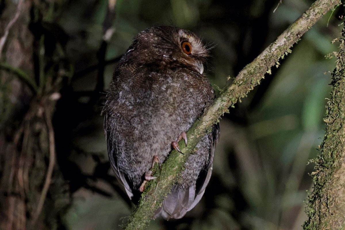 Long-whiskered Owlet - ML631330811