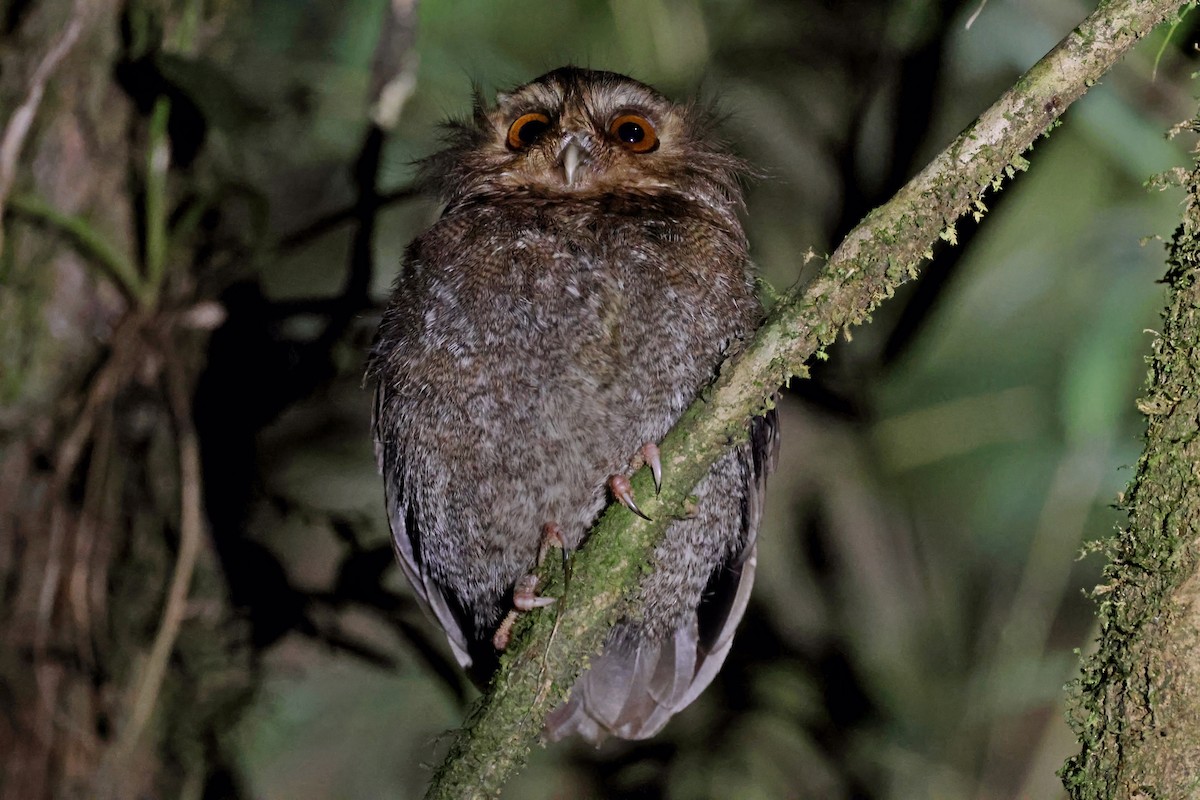 Long-whiskered Owlet - ML631330812