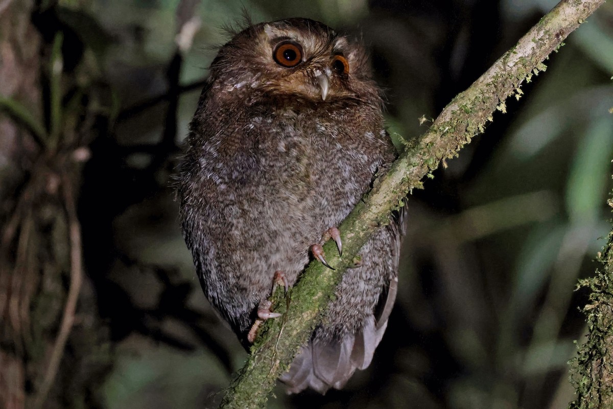 Long-whiskered Owlet - ML631330813