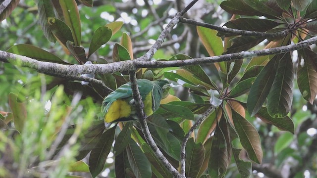 Cloven-feathered Dove - ML631330868