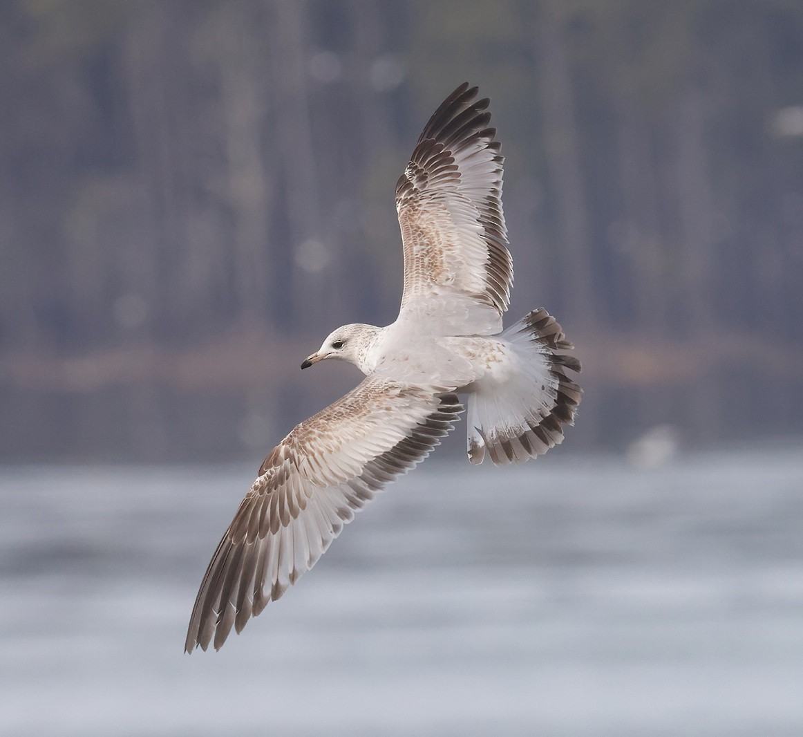 Ring-billed Gull - ML631330934