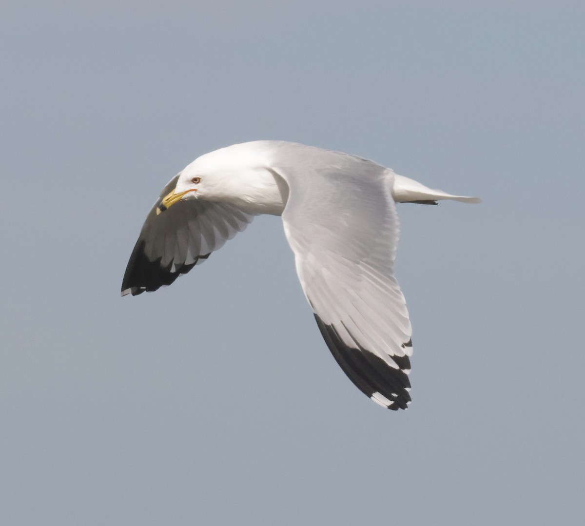 Ring-billed Gull - ML631330935